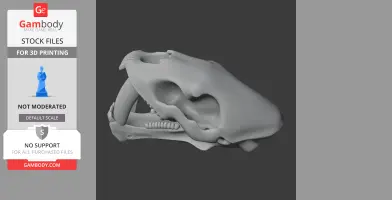 3D model of a Saurechinodon skull replica, side view, for 3D printing from Gambody.