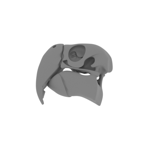 Scarlet Macaw Skull.stl