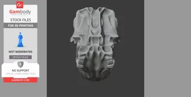 Scelidosaurus Skull - Skull Replica STL