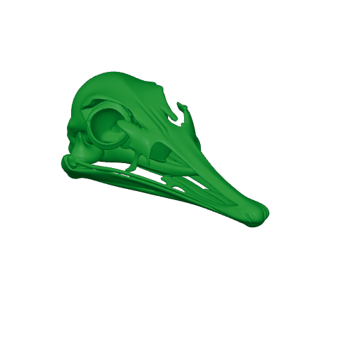 Serikornis Skull.3mf