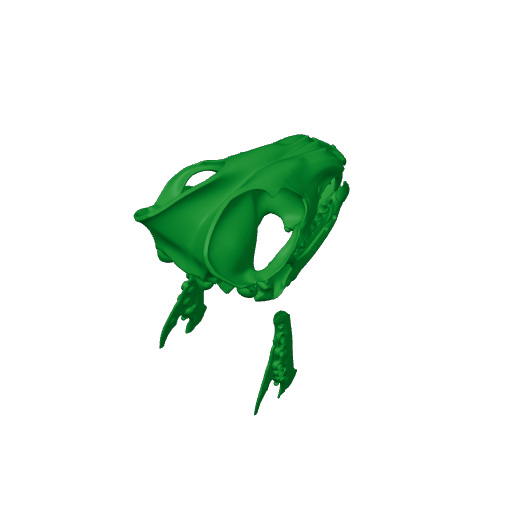 Short-eared Dog Skull.3mf