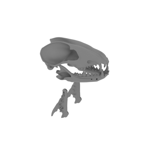 Short-eared Dog Skull.stl