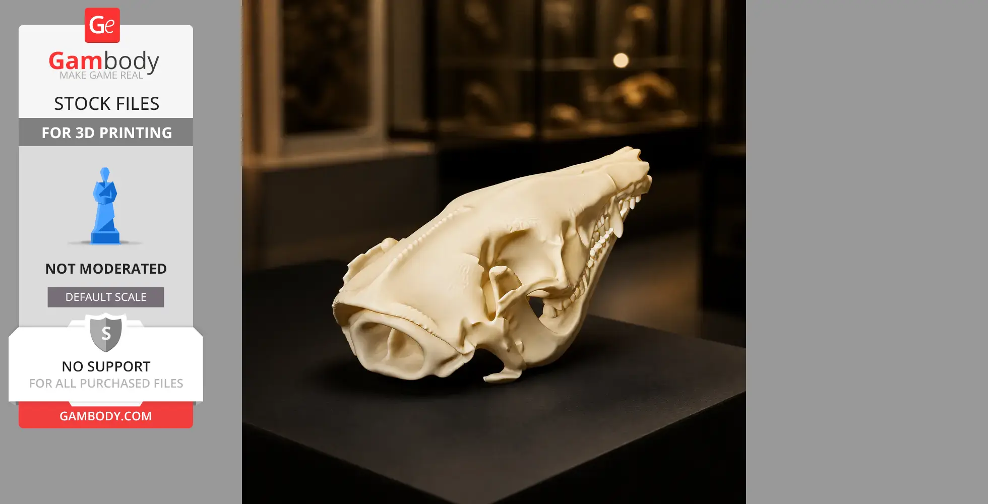 Short-nosed Bandicoot Skull - Skull Replica STL