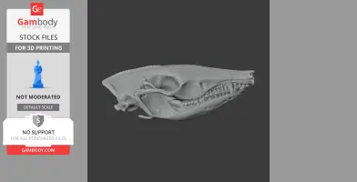Short-nosed Bandicoot Skull - Skull Replica STL
