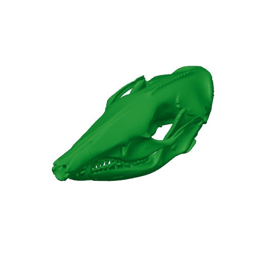 Short-nosed Bandicoot Skull.3mf