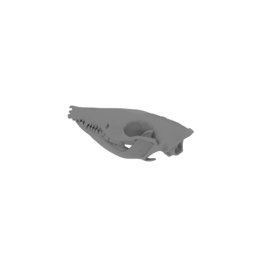 Short-nosed Bandicoot Skull.stl