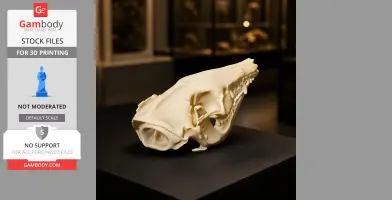Short-nosed Bandicoot Skull - Skull Replica STL