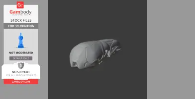Shrew Mole Skull - Skull Replica STL