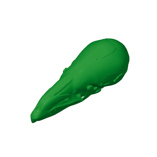 Shrew Mole Skull.3mf