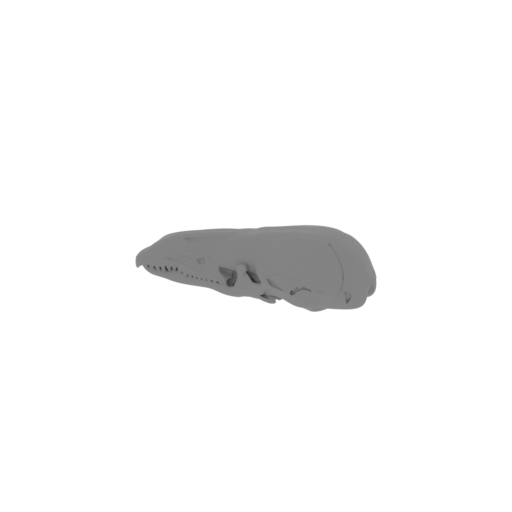 Shrew Mole Skull.stl