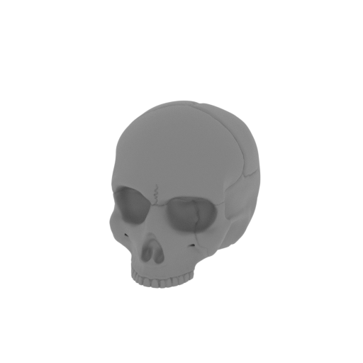 skull_jawless.stl