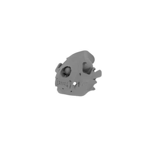 Spotted Hyena Skull.stl