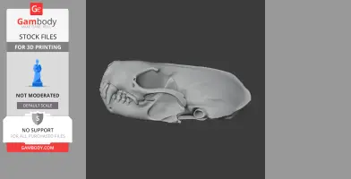 Spotted Skunk Skull - Skull Replica STL