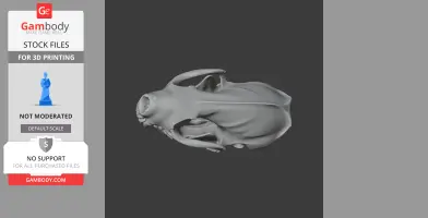 Spotted Skunk Skull - Skull Replica STL