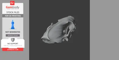 Spotted Skunk Skull - Skull Replica STL