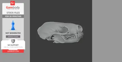 Spotted Skunk Skull - Skull Replica STL