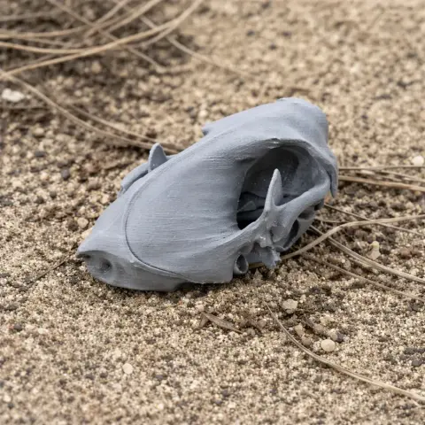 3D-printed gray spotted skunk skull replica placed on textured sandy surface.