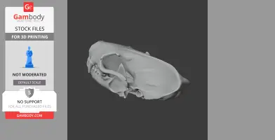 Spotted Skunk Skull - Skull Replica STL