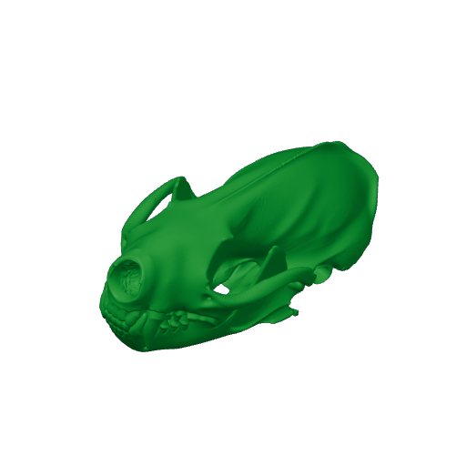 Spotted Skunk Skull.3mf