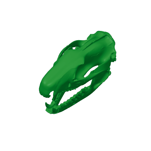 Spotted-tailed Quoll Skull.3mf