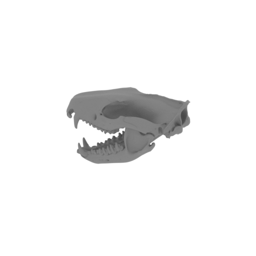 Spotted-tailed Quoll Skull.stl