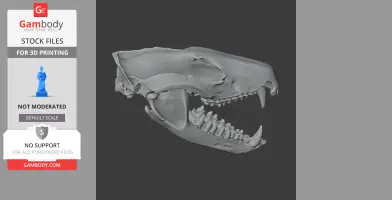 Spotted-tailed Quoll Skull - Skull Replica STL