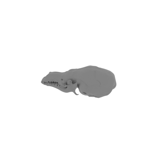 Star-nosed Mole Skull.stl