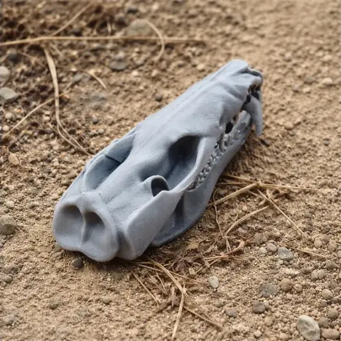 A 3D-printed gray striped possum skull replica resting on sandy ground.