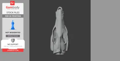 Striped Possum Skull - Skull Replica STL