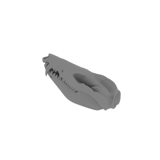 Striped Possum Skull.stl