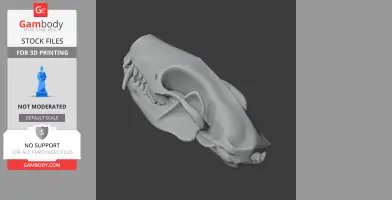 Striped Skunk Skull - Skull Replica STL