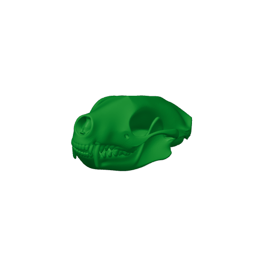 Striped Skunk Skull.3mf