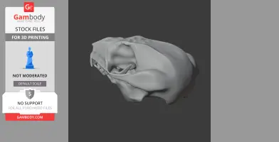 3D model of a sugar glider skull shown in profile view for 3D printing.