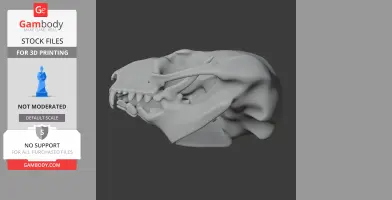 3D model of a sugar glider skull, showcasing detailed bone structure and teeth.