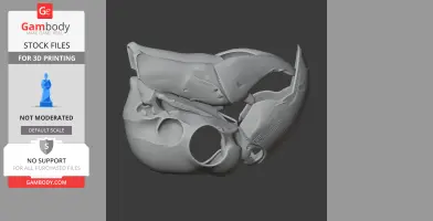 3D model of a Sulphur-crested Cockatoo skull, showcasing detailed bone structures.