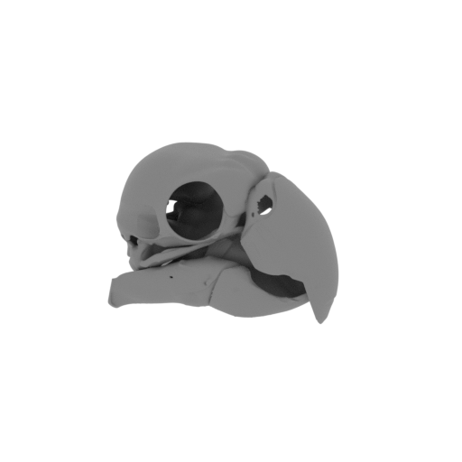 Sulphur-crested Cockatoo Skull.stl