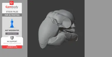 3D model of a Sulphur-crested Cockatoo skull, shown in profile and ready for 3D printing.