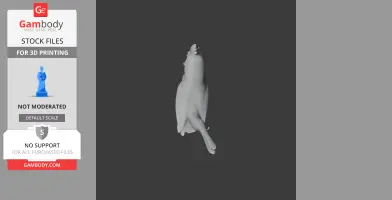 3D model of a prehistoric bird, possibly a Balearic warbler, viewed from above.