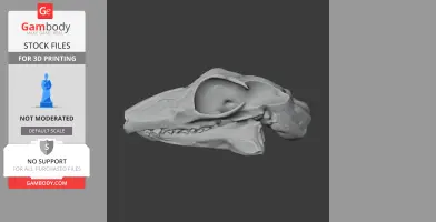 3D model of a Sunda Flying Lemur skull, detailed for 3D printing.