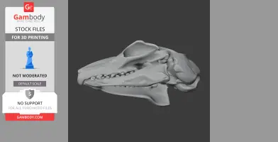 3D model of a Sunda flying lemur skull, side view, for 3D printing.