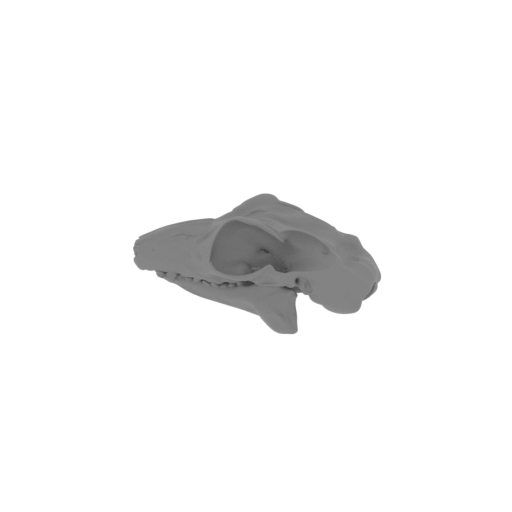 Sunda Flying Lemur Skull.stl