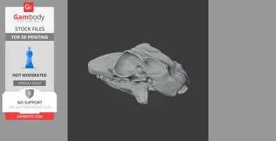 3D model of a Sunda flying lemur skull, suitable for 3D printing from Gambody.