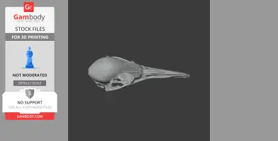 Superb Lyrebird Skull - Skull Replica STL
