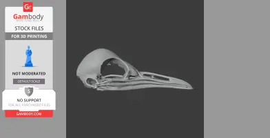 Superb Lyrebird Skull - Skull Replica STL