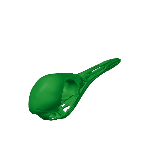 Superb Lyrebird Skull.3mf