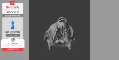 3D model of a swamp wallaby skull, ready for 3D printing.