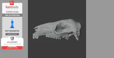 3D model of a Swamp Wallaby skull, suitable for printing, displayed in profile view.