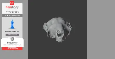 3D model of a swamp wallaby skull, detailed for 3D printing, displayed from a frontal view.