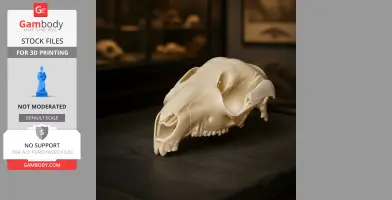 3D-printed Swamp Wallaby skull replica displayed on a dark surface.