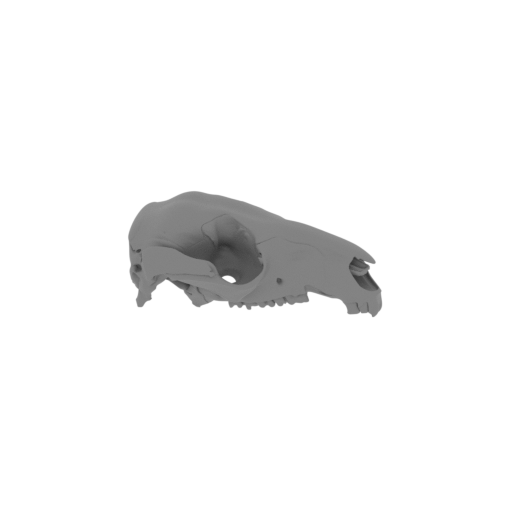 Swamp Wallaby Skull.stl